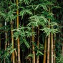TIRED OF WAITING? HERE’S A LESSON FROM THE BAMBOO PLANT